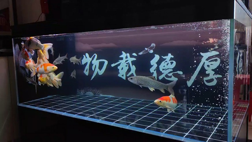 軍魚抓過來了
