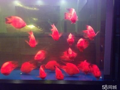 大型魚缸如何清理：如何清理大型魚缸