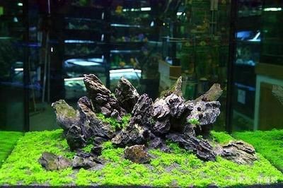 草缸和魚(yú)缸哪個(gè)好看：在水族領(lǐng)域，草缸和魚(yú)缸各有其獨(dú)特的魅力和美感