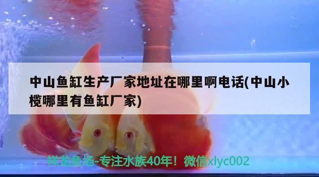 中山魚缸生產廠家地址在哪里啊電話(中山小欖哪里有魚缸廠家) 中山魚缸生產廠家地址在哪里啊電話(中山小欖哪里有魚缸廠家) 豬鼻龜百科