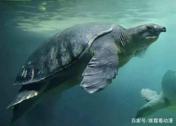 豬鼻龜應該怎么養：豬鼻龜怎么養飼養豬鼻龜的5大注意事項,豬鼻龜怎么養