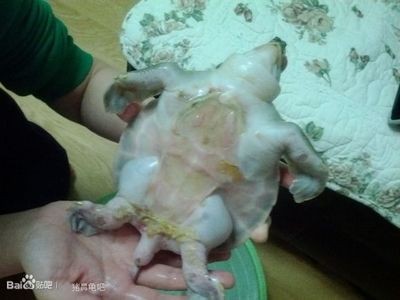 豬鼻龜應該怎么養：豬鼻龜怎么養飼養豬鼻龜的5大注意事項,豬鼻龜怎么養