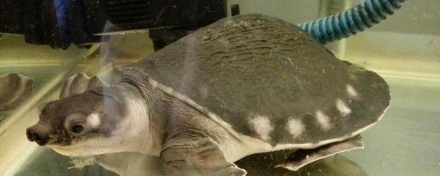豬鼻龜應該怎么養：豬鼻龜怎么養飼養豬鼻龜的5大注意事項,豬鼻龜怎么養