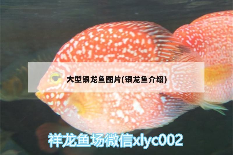 魚缸過濾器選購指南:自制魚缸過濾器魚缸上置過濾器對于養(yǎng)魚愛好者的必備知識 大型銀龍魚圖片(銀龍魚介紹) 銀龍魚百科 大型銀龍魚圖片(銀龍魚介紹) 大型銀龍魚圖片(銀龍魚介紹) 銀龍魚百科