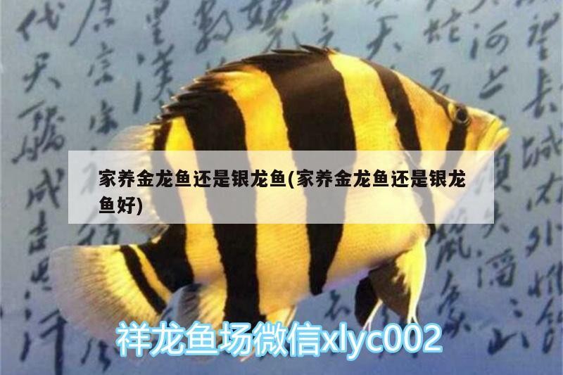 家養金龍魚還是銀龍魚(家養金龍魚還是銀龍魚好) 家養金龍魚還是銀龍魚(家養金龍魚還是銀龍魚好) 銀龍魚百科