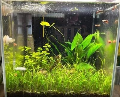 大魚缸水草怎么放進去的呢:大魚缸過濾系統放置水草需要注意哪些步驟和注意事項 魚缸百科 第3張 大魚缸水草怎么放進去的呢:大魚缸過濾系統放置水草需要注意哪些步驟和注意事項 大魚缸水草怎么放進去的呢:大魚缸過濾系統放置水草需要注意哪些步驟和注意事項 魚缸百科 第3張