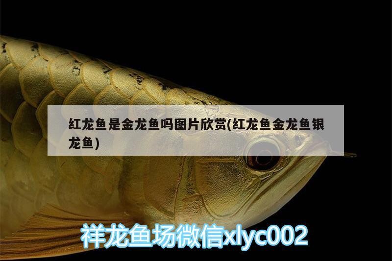 龍魚干蝦有營養嗎 紅龍魚是金龍魚嗎圖片欣賞(紅龍魚金龍魚銀龍魚) 銀龍魚百科 紅龍魚是金龍魚嗎圖片欣賞(紅龍魚金龍魚銀龍魚) 紅龍魚是金龍魚嗎圖片欣賞(紅龍魚金龍魚銀龍魚) 銀龍魚百科