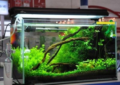 不用的魚缸可以做什么：不用的魚缸可以通過多種方式重新利用