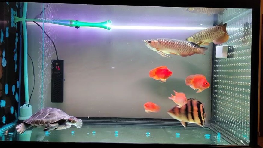 曼龍魚是熱帶魚嗎 (曼龍魚什么品種愿吃水里蟲子) 豬鼻龜百科 第1張 曼龍魚是熱帶魚嗎 (曼龍魚什么品種愿吃水里蟲子) 曼龍魚是熱帶魚嗎 (曼龍魚什么品種愿吃水里蟲子) 豬鼻龜百科 第1張