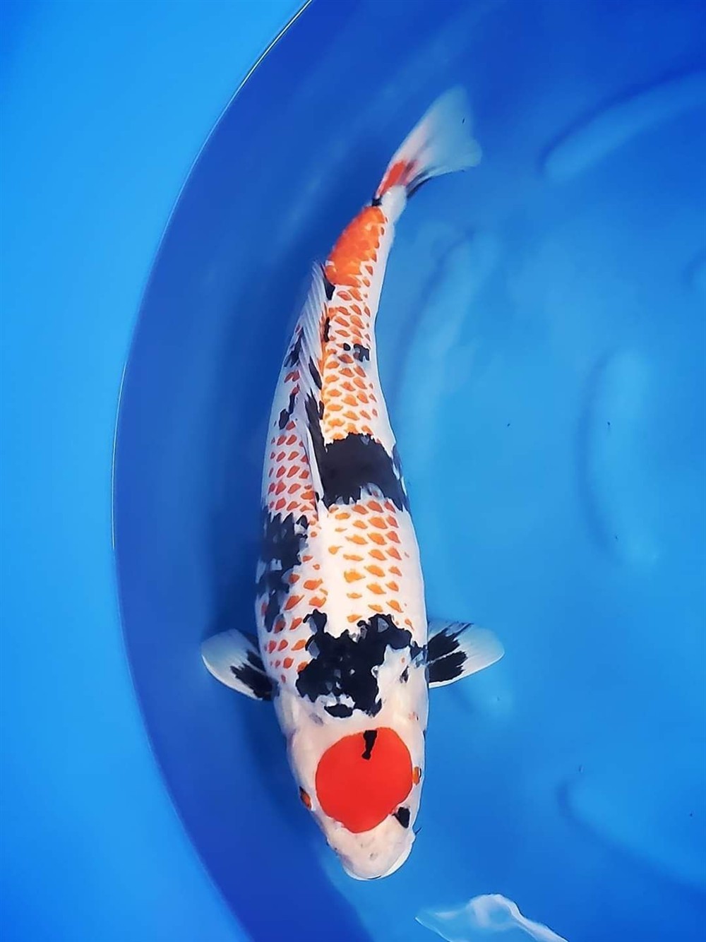 曼龍魚是熱帶魚嗎 (曼龍魚什么品種愿吃水里蟲子) 豬鼻龜百科 第2張 曼龍魚是熱帶魚嗎 (曼龍魚什么品種愿吃水里蟲子) 曼龍魚是熱帶魚嗎 (曼龍魚什么品種愿吃水里蟲子) 豬鼻龜百科 第2張