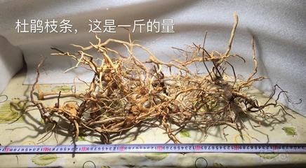 龍魚鱗片翹起的原因由多種原因引起，龍魚立鱗病恢復時間表，龍魚立鱗病恢復時間表