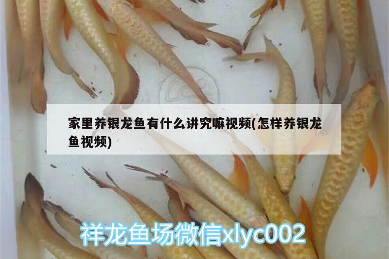 家里養(yǎng)銀龍魚有什么講究嘛視頻(怎樣養(yǎng)銀龍魚視頻)