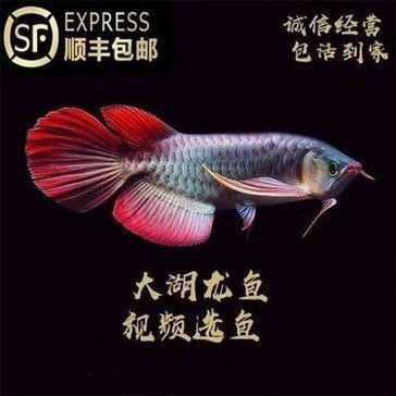 描寫紅龍魚的作文(400字):《紅龍魚》作文賞析 紅龍魚百科 第1張 描寫紅龍魚的作文(400字):《紅龍魚》作文賞析 描寫紅龍魚的作文(400字):《紅龍魚》作文賞析 紅龍魚百科 第1張