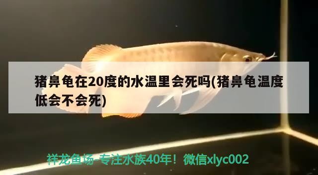 魚缸用增氧泵價格是多少:魚缸增氧機-xtrac增氧機-xtrac增氧機 豬鼻龜在20度的水溫里會死嗎(豬鼻龜溫度低會不會死) 豬鼻龜百科 豬鼻龜在20度的水溫里會死嗎(豬鼻龜溫度低會不會死) 豬鼻龜在20度的水溫里會死嗎(豬鼻龜溫度低會不會死) 豬鼻龜百科
