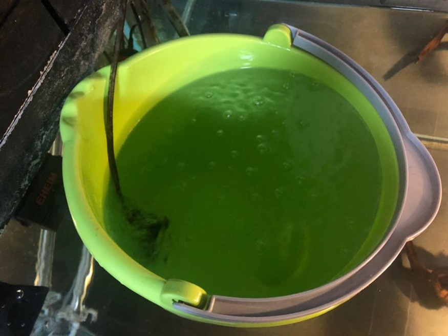 最近網上都說自來水氯多了 最近網上都說自來水氯多了 虎魚百科 第2張