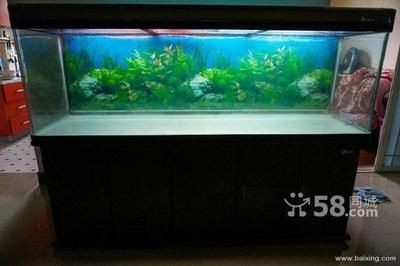 大魚缸養(yǎng)什么魚最便宜：在大魚缸中養(yǎng)魚,紅鼻剪刀魚,