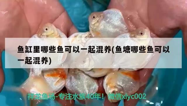 魚缸里哪些魚可以一起混養(yǎng)(魚塘哪些魚可以一起混養(yǎng))