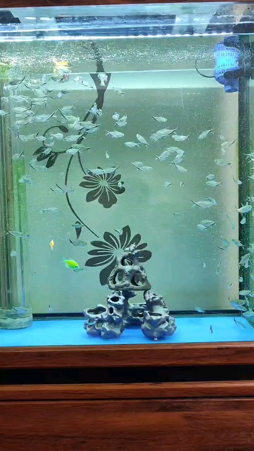 回歸養魚