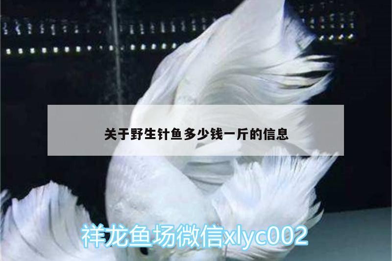 關于野生針魚多少錢一斤的信息