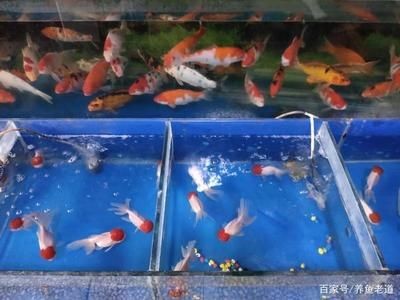 大魚缸養(yǎng)錦鯉多久換水