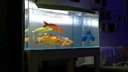 大魚缸養(yǎng)錦鯉多久換水