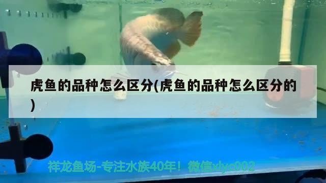 虎魚的品種怎么區(qū)分(虎魚的品種怎么區(qū)分的)