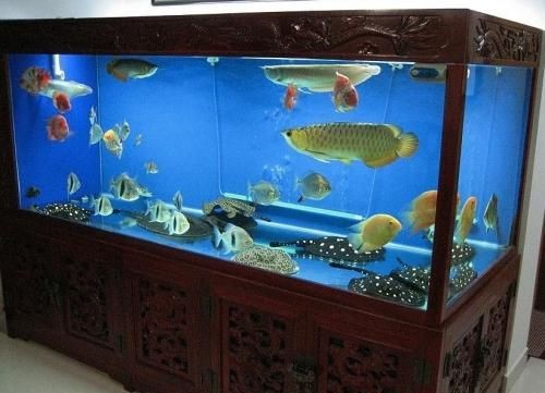 從老魚缸怎么將魚移至新魚缸：如何將魚從老魚缸移至新魚缸