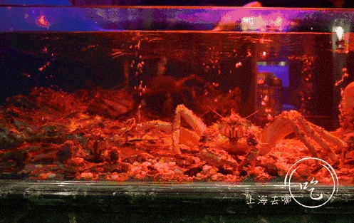 出售二手海鮮魚缸違法嗎 出售二手海鮮魚缸違法嗎 魚缸百科 第3張