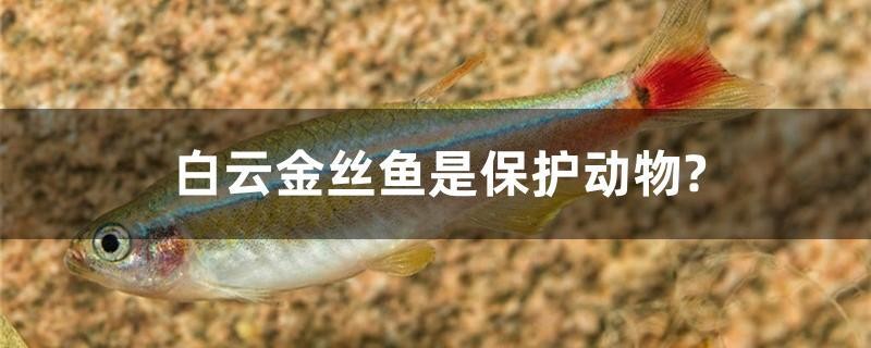 白云金絲魚是保護動物？