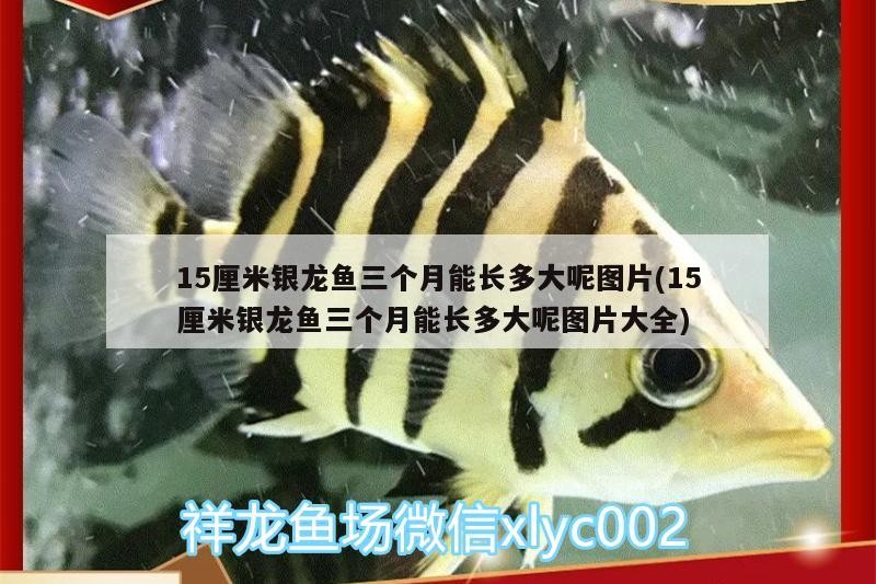 15厘米銀龍魚三個月能長多大呢圖片(15厘米銀龍魚三個月能長多大呢圖片大全)