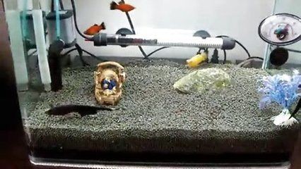 大型魚缸自己怎么做視頻教學：大型魚缸制作基礎知識