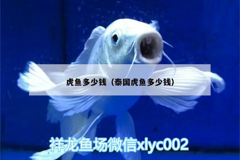 虎魚多少錢（泰國虎魚多少錢） 虎魚多少錢（泰國虎魚多少錢） 虎魚百科