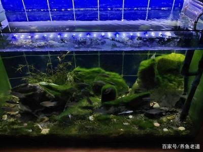 超白魚缸和熱彎魚缸哪個(gè)好養(yǎng)：超白魚缸與熱彎魚缸的區(qū)別 超白魚缸和熱彎魚缸哪個(gè)好養(yǎng)：超白魚缸與熱彎魚缸的區(qū)別 魚缸百科 第2張