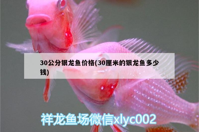 30公分銀龍魚價格(30厘米的銀龍魚多少錢)