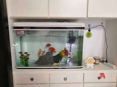 150魚缸養什么魚：150升的魚缸養什么魚