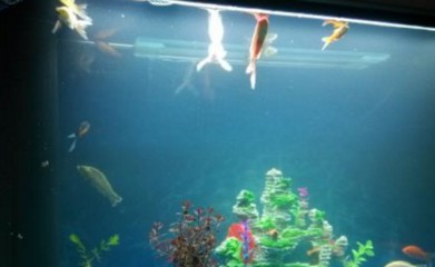 蘇州興誠水族科技有限公司（蘇州興誠水族科技有限公司稅務公告）