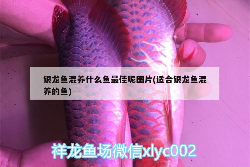 銀龍魚混養(yǎng)什么魚最佳呢圖片(適合銀龍魚混養(yǎng)的魚)