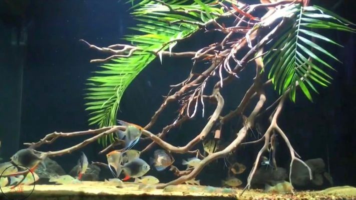 紅龍魚老是趴缸子怎么回事（紅龍魚老是趴缸子怎么回事啊）