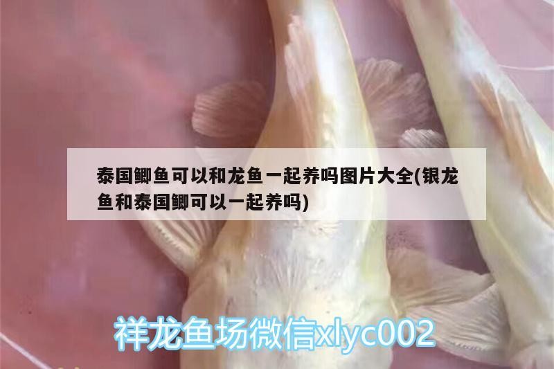 泰國鯽魚可以和龍魚一起養嗎圖片大全(銀龍魚和泰國鯽可以一起養嗎)