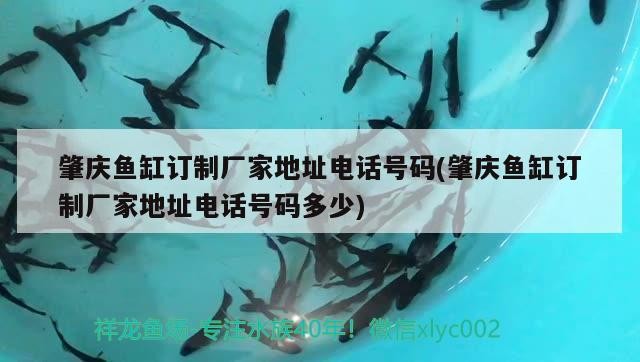 肇慶魚缸訂制廠家地址電話號碼(肇慶魚缸訂制廠家地址電話號碼多少)