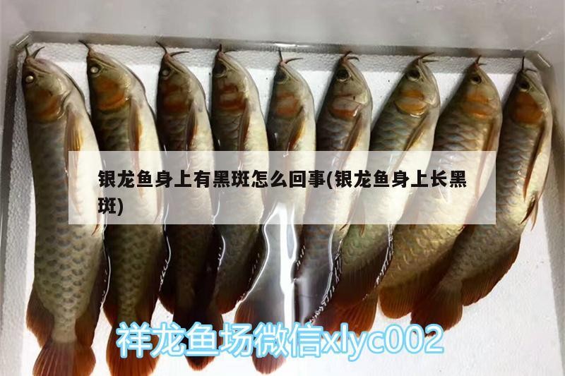 龍魚須子一高一低會自行恢復(fù)嗎？，龍魚須子一高一低是常見現(xiàn)象嗎龍魚須子一高一低會自行恢復(fù)嗎 龍魚須子一高一低會自行恢復(fù)嗎？，龍魚須子一高一低是常見現(xiàn)象嗎龍魚須子一高一低會自行恢復(fù)嗎 龍魚百科 第2張