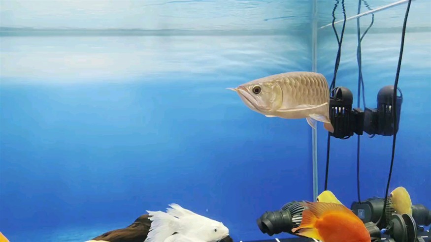 魚缸用增氧泵價格是多少:魚缸增氧機-xtrac增氧機-xtrac增氧機 感覺又長寬了一點。 龍魚論壇 感覺又長寬了一點。 感覺又長寬了一點。 龍魚論壇