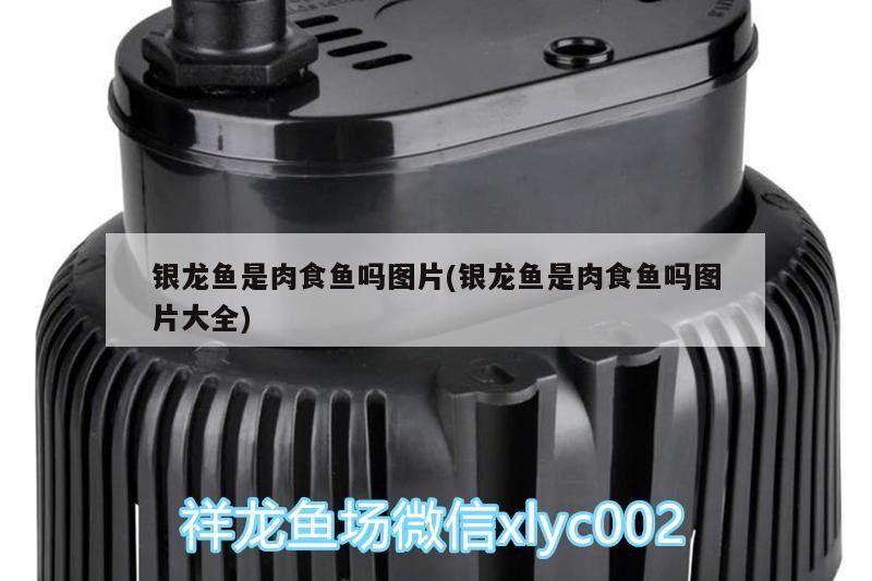 銀龍魚是肉食魚嗎圖片(銀龍魚是肉食魚嗎圖片大全)