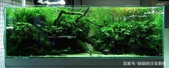 大魚缸水草放哪里養：大魚缸中的水草養殖需要注意什么，水草養殖注意事項