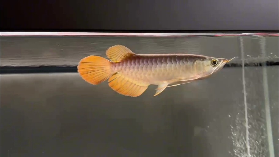 飼養一個月