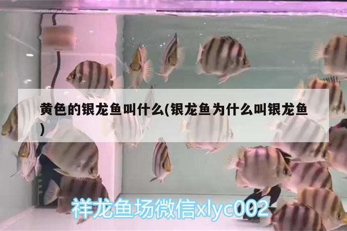 黃色的銀龍魚叫什么(銀龍魚為什么叫銀龍魚)