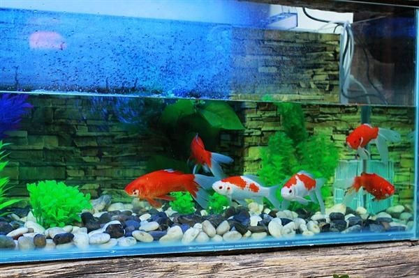 百子圖魚缸：百子圖魚缸怎么樣？