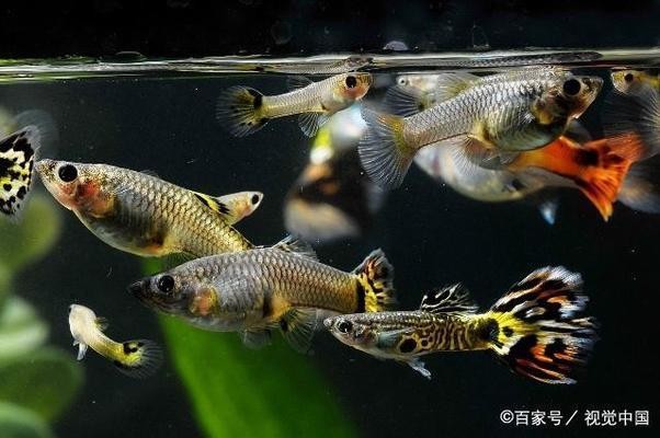德州市德城區(qū)超越水族館（德州市德城區(qū)超越水族館電話）