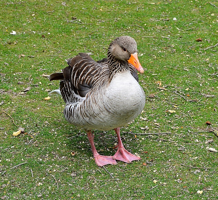 純欣賞無燈拍攝巨紅戰艦