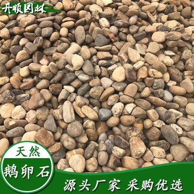 紅龍魚活多少年了（紅龍魚活多少年了啊）